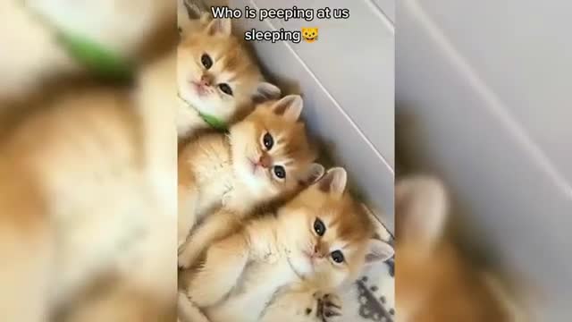 Funny cat vidz