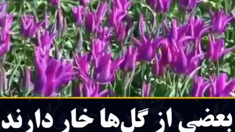 ## دکتر فرهنگ هلاکویی ##