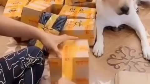 How help Dog to his owner