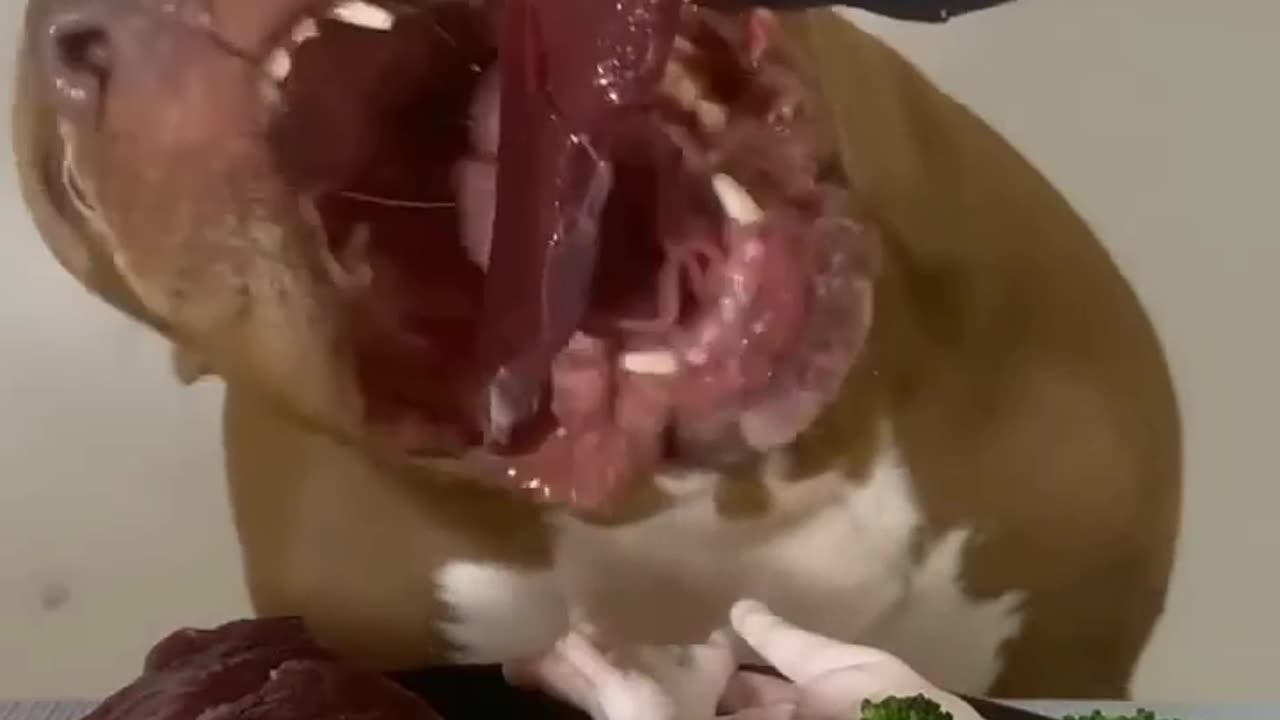 Dog eats food