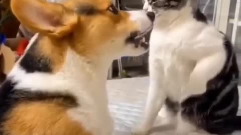 Dog vs cat video 😆😆 cat vs dog video 🤣🤣 dog video 🤣🤣 cat video