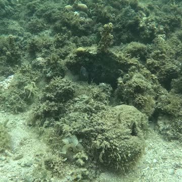 Snorkeling in the Morning