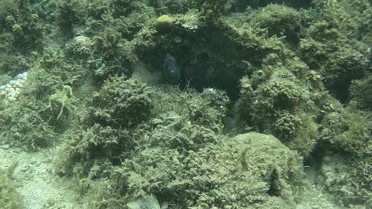 Snorkeling in the Morning