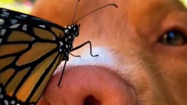 Why can the butterfly settle gently on the pig's head?