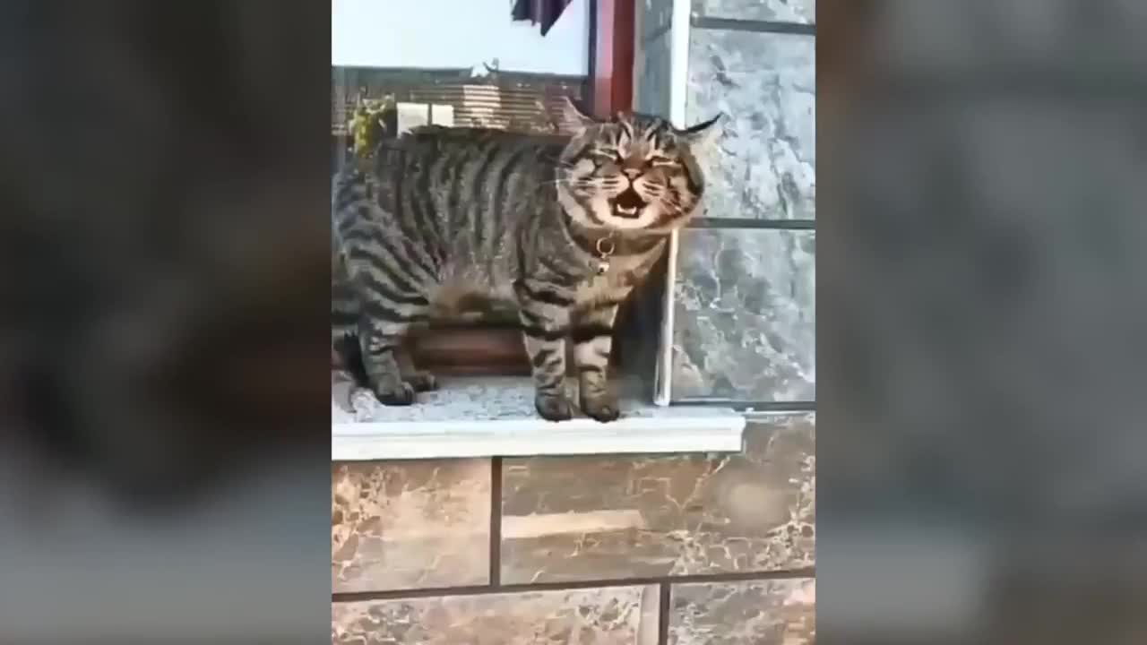 cat funny video