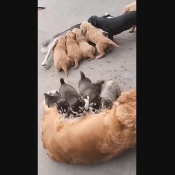 Do all these kids think their mother is different?