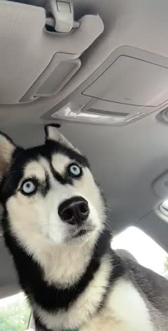Husky puppy sees some shit