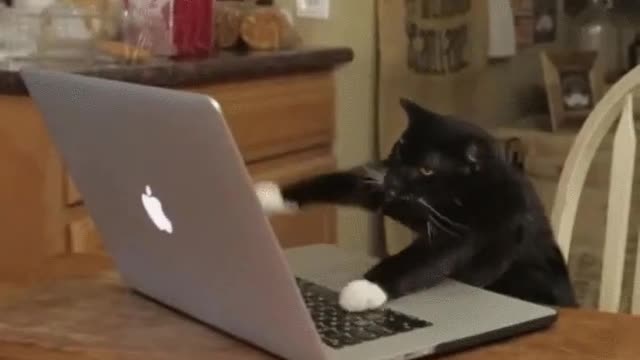 funny cat GIF