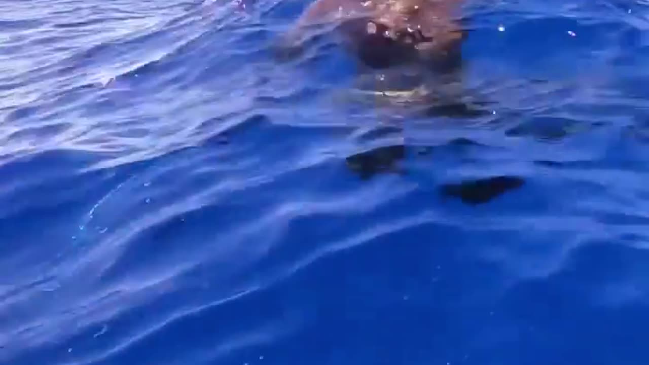 wildlife