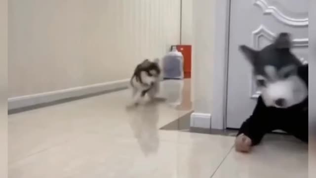 Dog Comedy Video Dog Funny video Part19 #DagShort #DogVideo