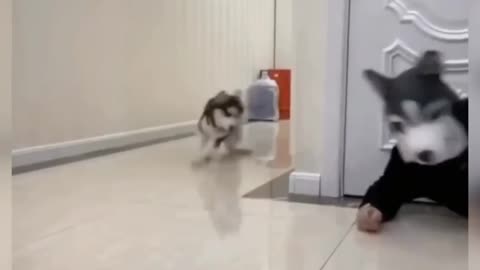 Dog Comedy Video Dog Funny video Part19 #DagShort #DogVideo