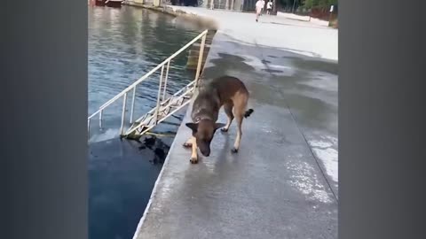 Funny animal
