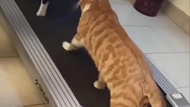 Cats exercising