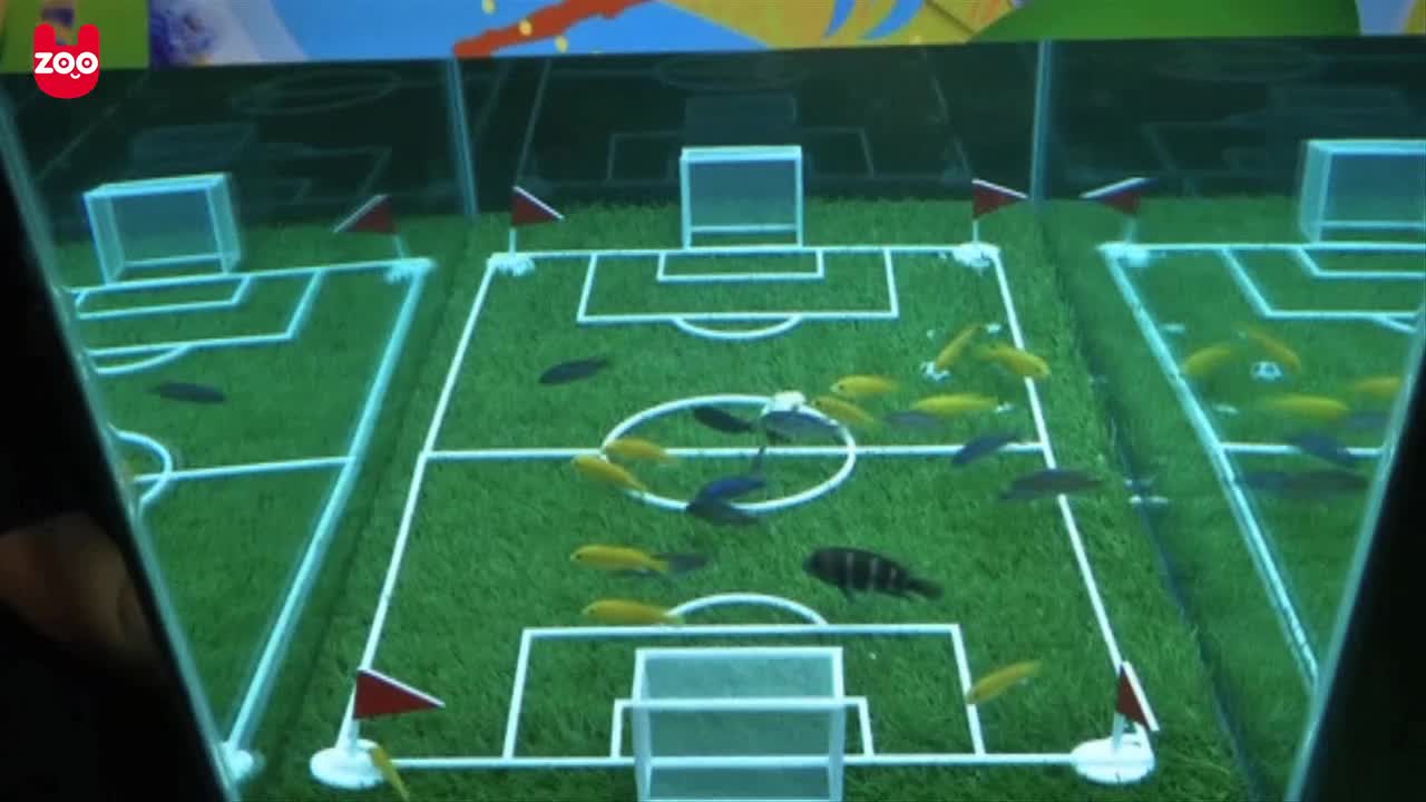 Fish World Cup