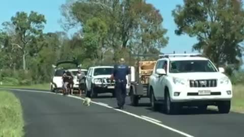 Koala Stops Traffic