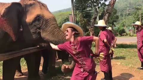 Animals Gone WILD | look what when an Elephant gone WILD | 😂😂😂 | they do these type of things