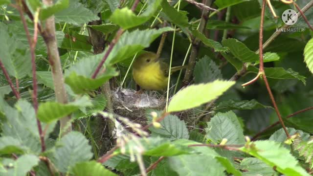 Super bird in forest