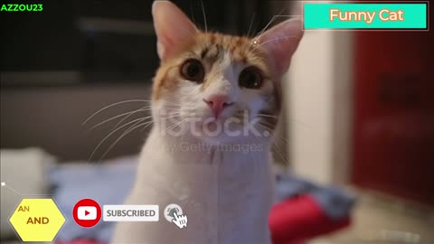 Funny Cat