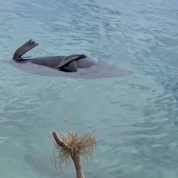 Sleeping Seal Part 2