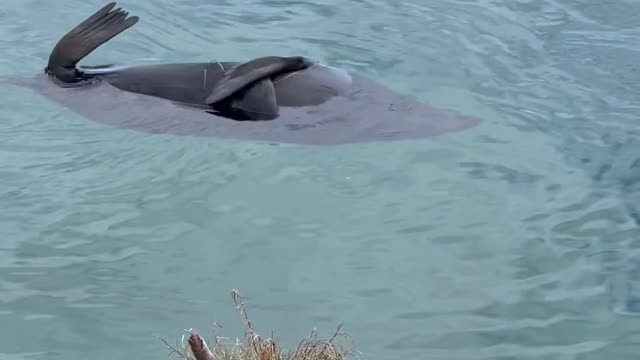 Sleeping Seal Part 2