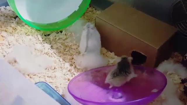 Two hamsters running in a wheel