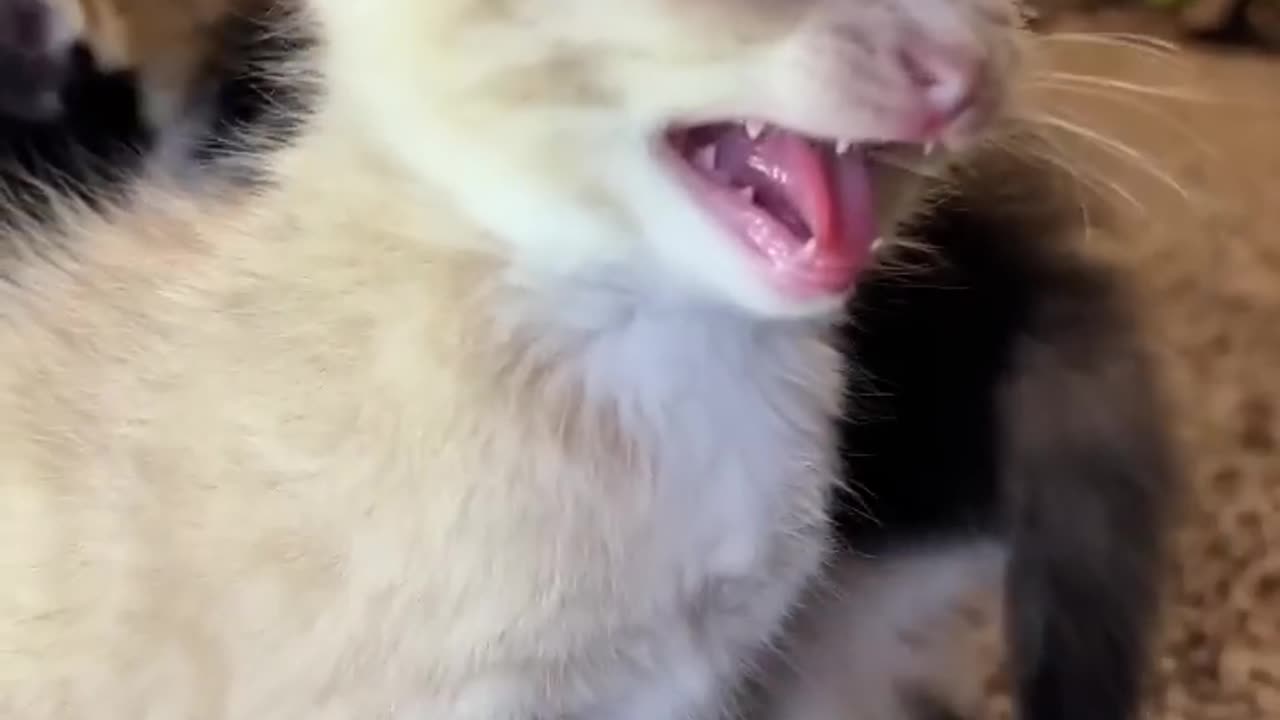 Kitten meows.