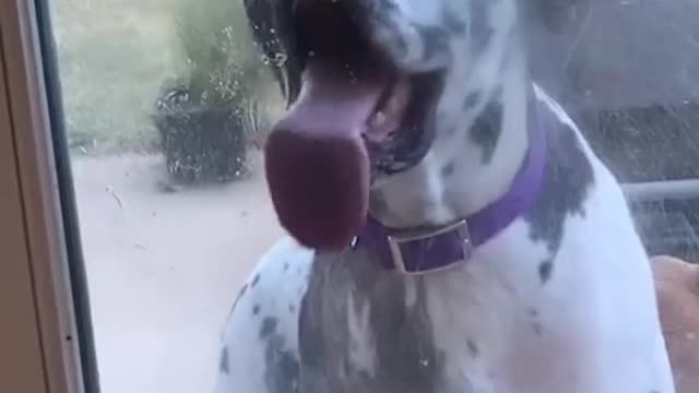 Really Cute Dog Doing Crazy Things