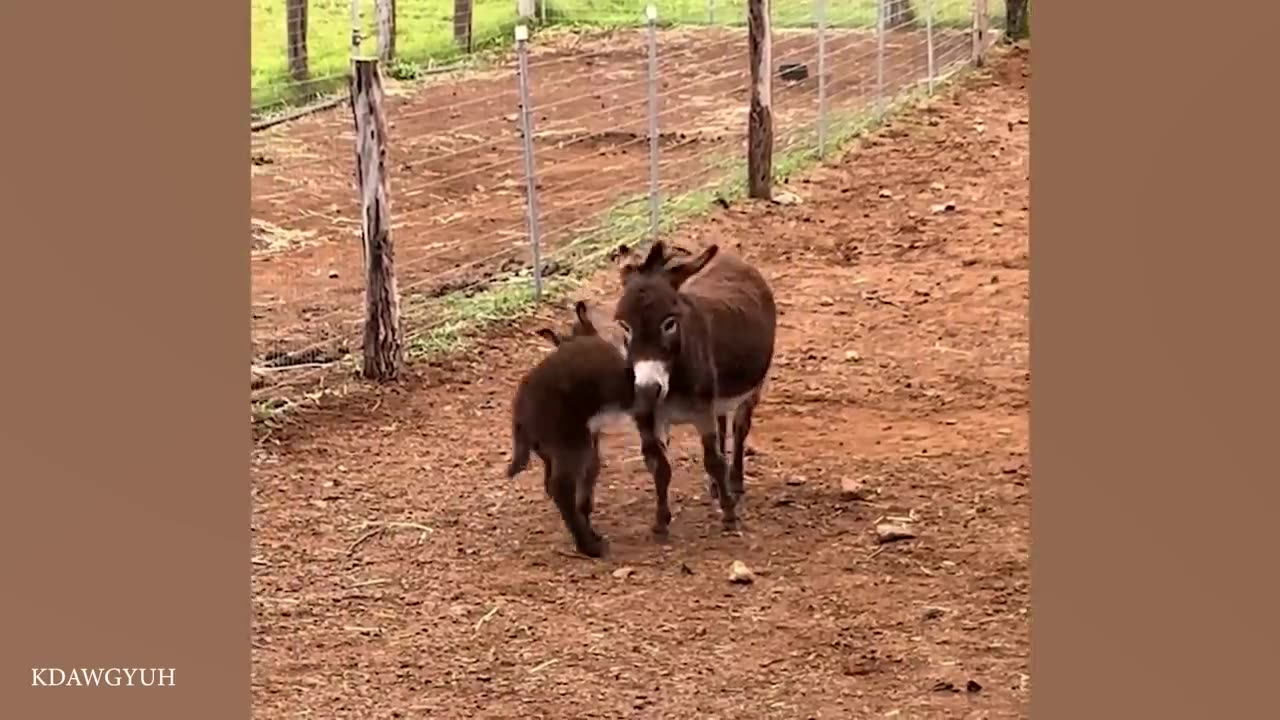animals