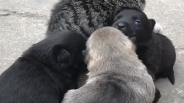 Cat milk feeding puppy... 😺😺 😺