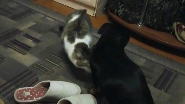 Cat attacks dog Watch all