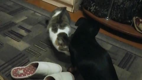 Cat attacks dog Watch all