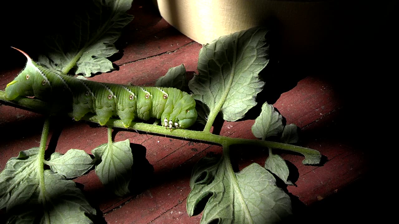 Hornworm Caterpillar