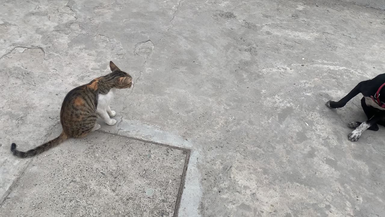 Cat vs Dog