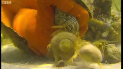 Hermit Crabs Steal A New Home | Blue Planet | BBC Earth