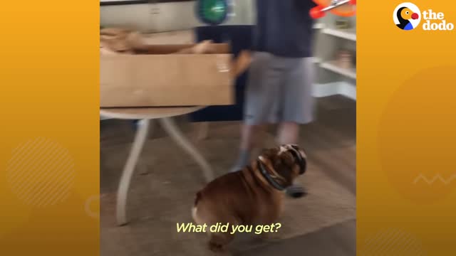 Bulldog Obsessed With His Skateboard Hates