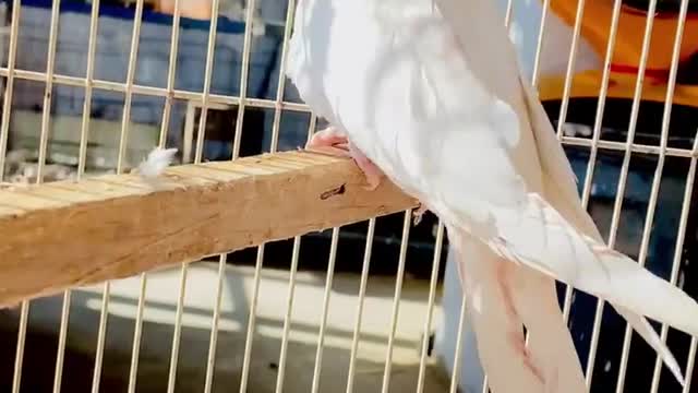 Young fallow cockatiel bird