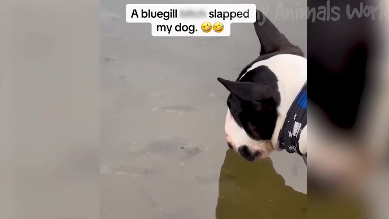 Funny Animal Videos 2023 🥰 - Funniest Dogs and Cats Videos 😁