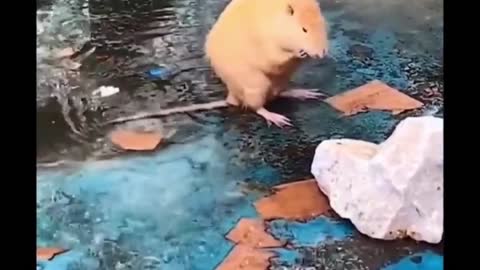 Cute Animals - Last Part