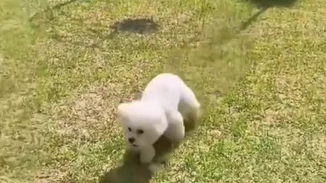 Dog funny videos and tiktok funny dog videos