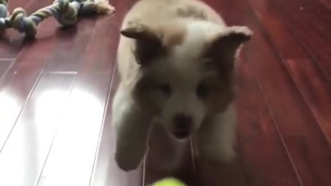 almost to catch the ball