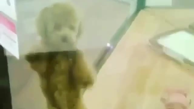 Best Funny Animal Videos 2022 😺 Funny Dog Videos 2022 😁 Funniest Dog Videos 😁😇