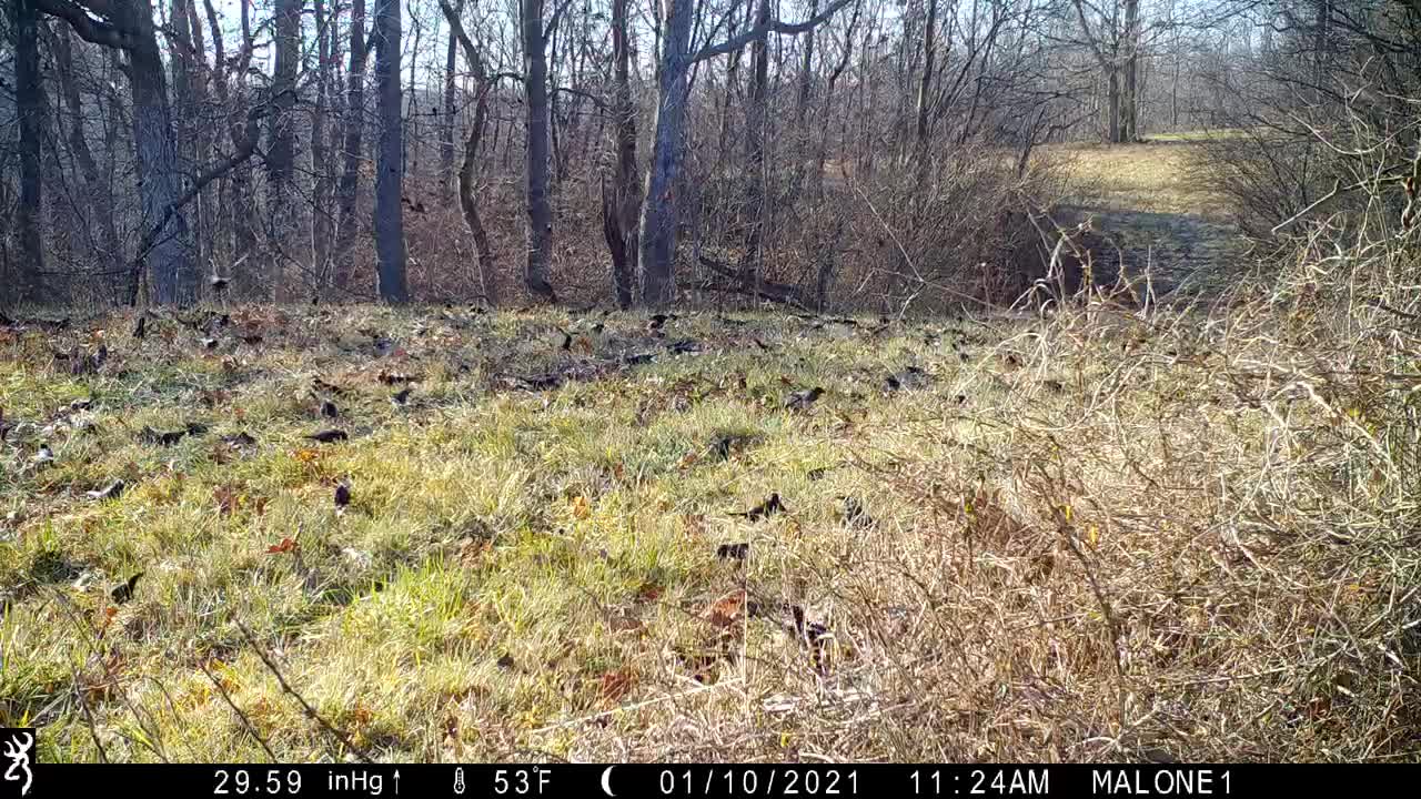 Swarm of blackbirds take flight