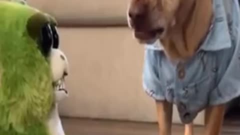 Cute dogs 🐕 funny videos