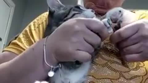 Cat Hisses At Woman While She Cuts Their Nails