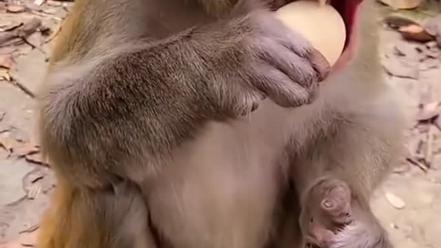 Monkey breaking egg video