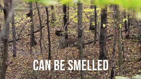 Vaporized Hunting Scent is a Game Changer