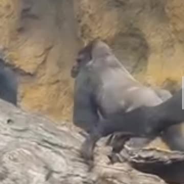 The big gorilla is angry