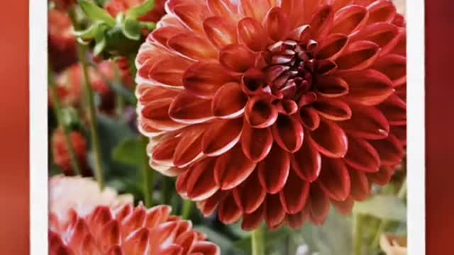 dahlia | very beautiful flowers |