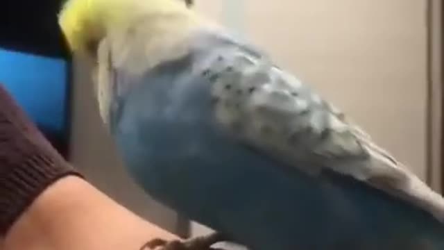 parrot danceing