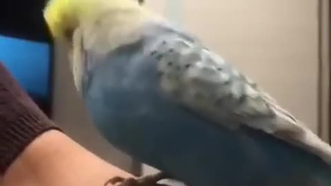 parrot danceing